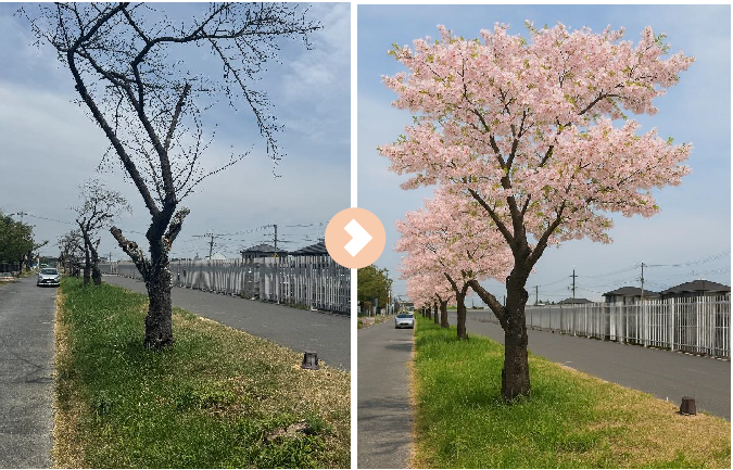 行田の桜復活を目指して