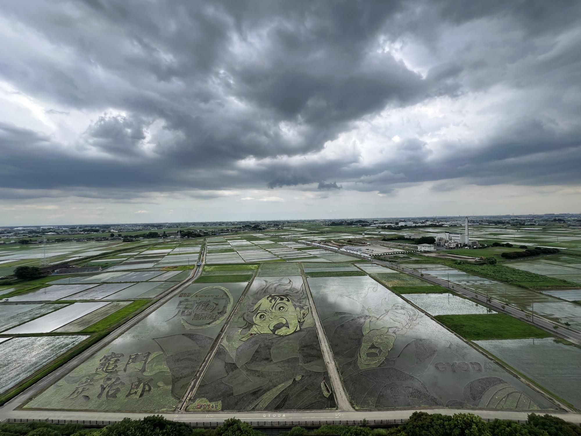 田植え後1週間