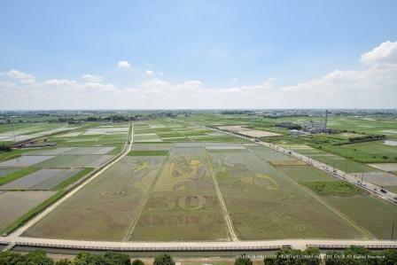 6月27日の田んぼアートの様子の写真