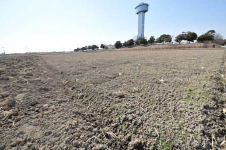 そびえ立つ古代蓮会館展望室の前方に広がる田んぼの写真