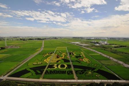 8月23日の田んぼアートの様子の写真