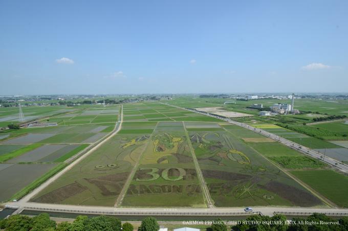 7月1日の田んぼアートの様子の写真