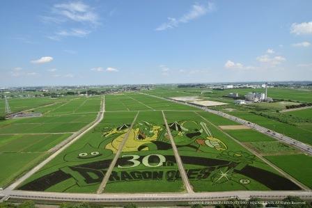 7月19日の田んぼアートの様子の写真