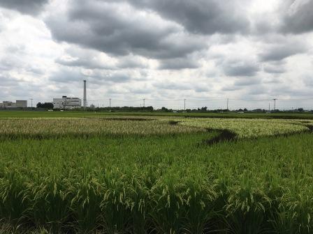 稲穂の色の違いがわかる地上横から見た田んぼアートの写真