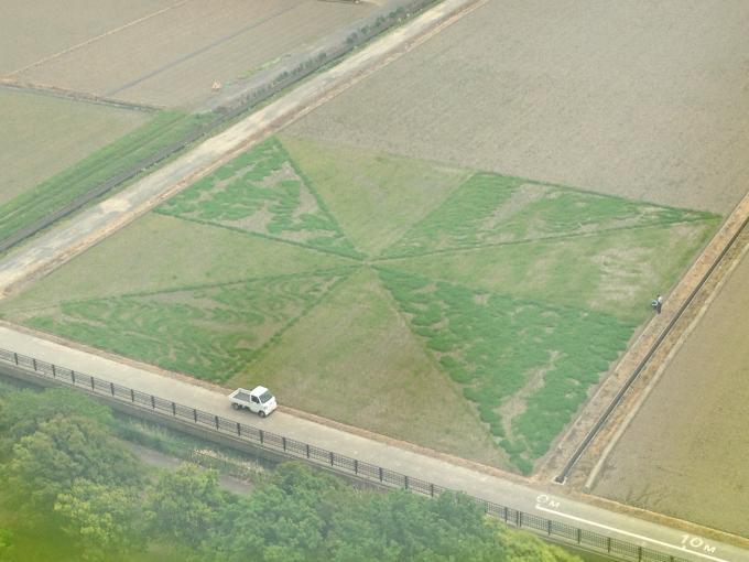 展望室から見下ろしたクローバーの形をした田んぼアートの写真