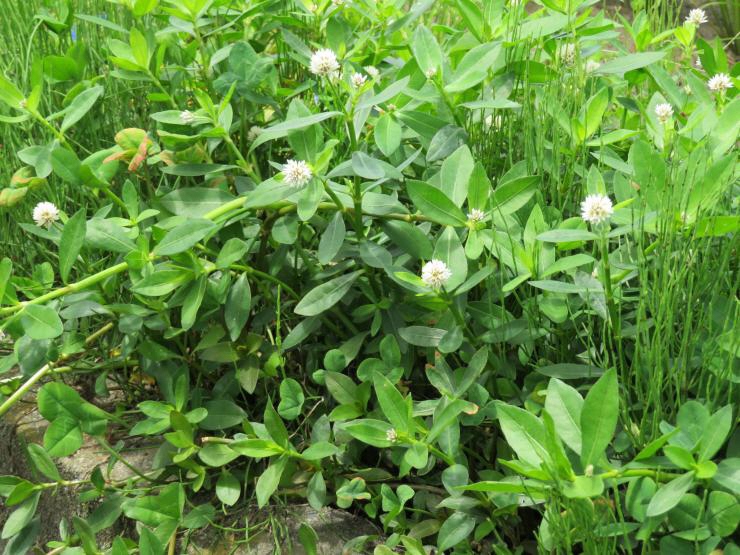 つるが伸びて繁茂しているナガエツルノゲイトウの写真