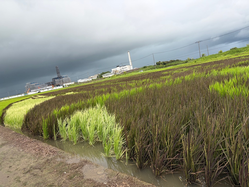 2026田植え写真08132