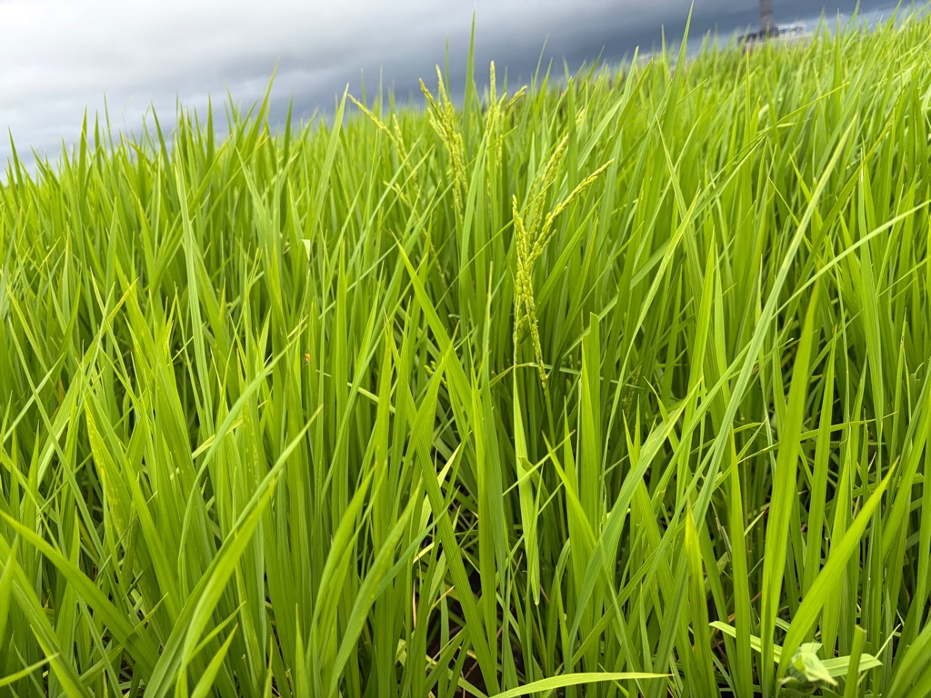 2026田植え写真0813
