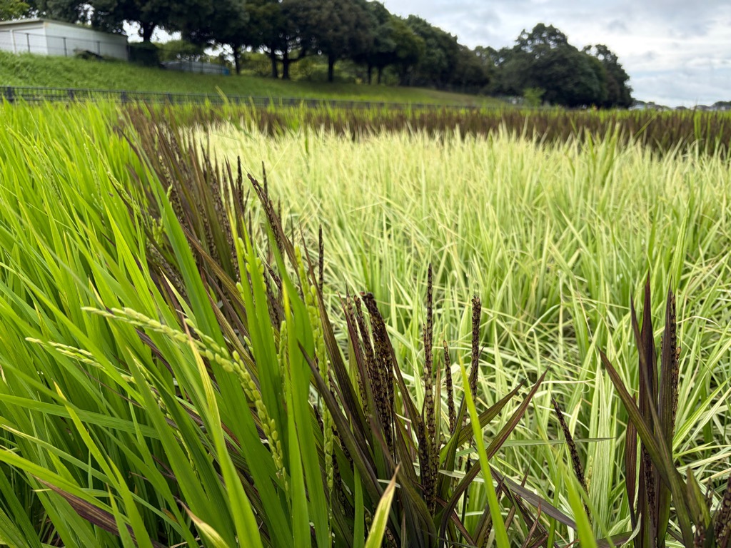 2026田植え写真08133
