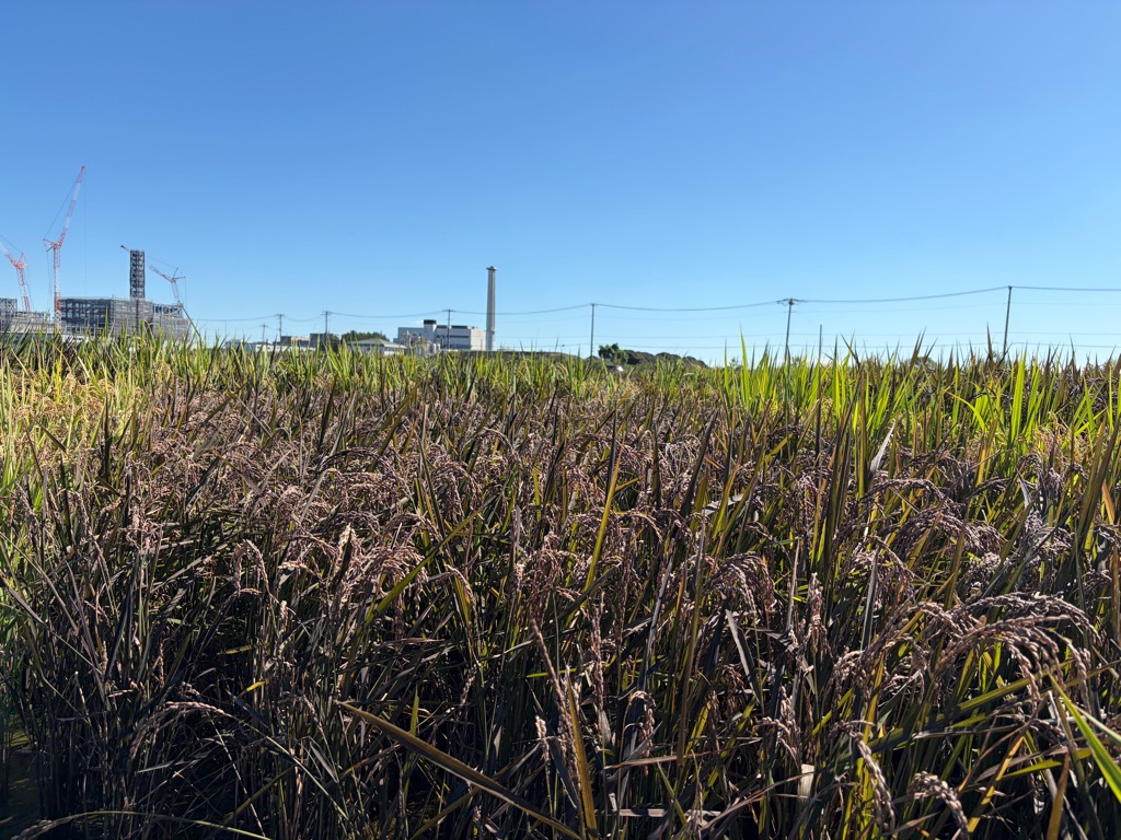 2026田植え写真10013
