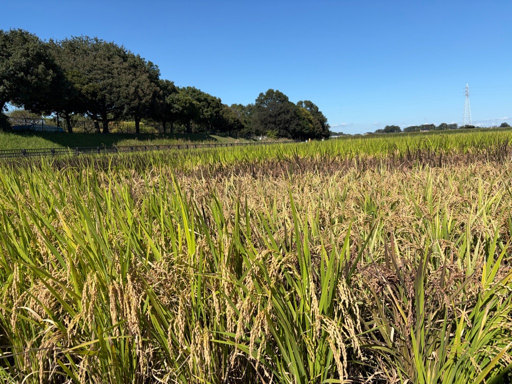 2026田植え写真10014