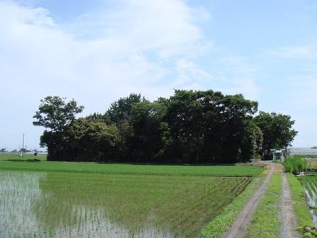 一面に広がる田んぼの一角に樹木が生い茂って森のようになっている小埼沼の写真