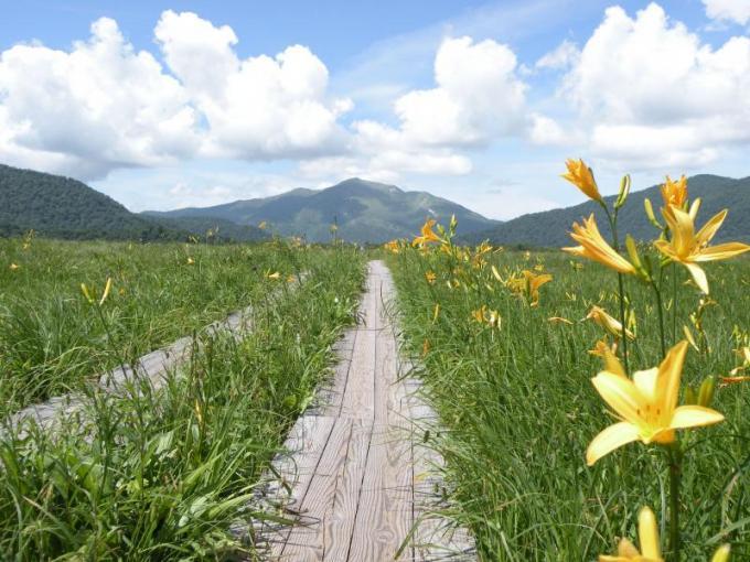 山に向かって緑の湿原の中には黄色の花を咲き木道が延々と伸びている写真