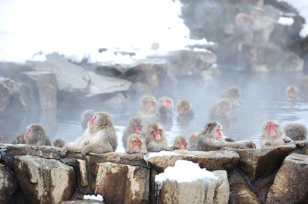 たくさんの猿たちが地獄谷と呼ばれる岩場の温泉に気持ちよさそうに浸かっている様子の写真
