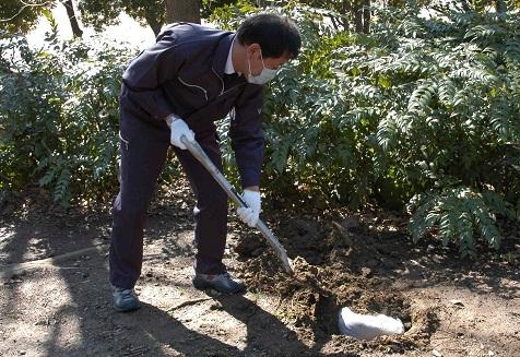 植え込みの傍に穴を掘り、除去した土を埋めている職員の写真