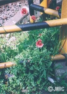 線路脇に生えている赤い花びらのナガミヒナゲシの花の写真
