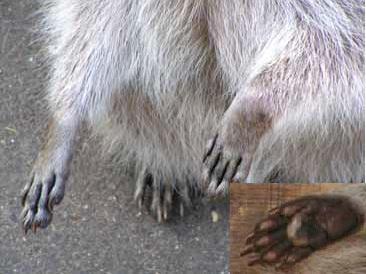 アライグマの手足と足の裏の写真