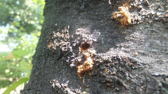 クビアカツヤカミキリが侵入し樹幹に穴があけられている部分の写真