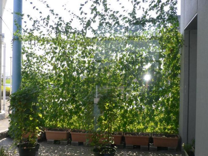 プランターに植えられた植物のつるが伸び、葉っぱでできた日陰と、葉っぱの隙間から入ってくる太陽の光が見える緑のカーテンの写真