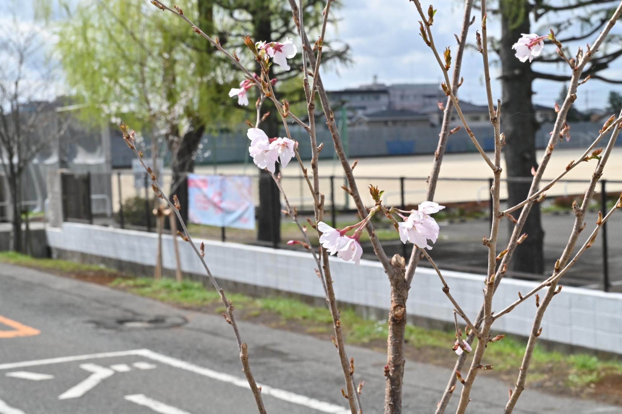 コヒガンの開花