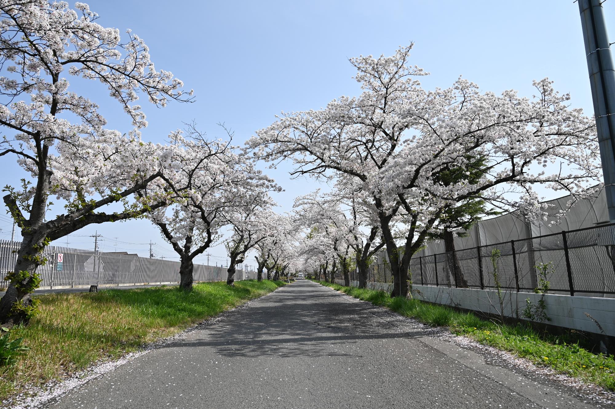 武蔵水路沿いのクビアカツヤカミキリ被害前の桜