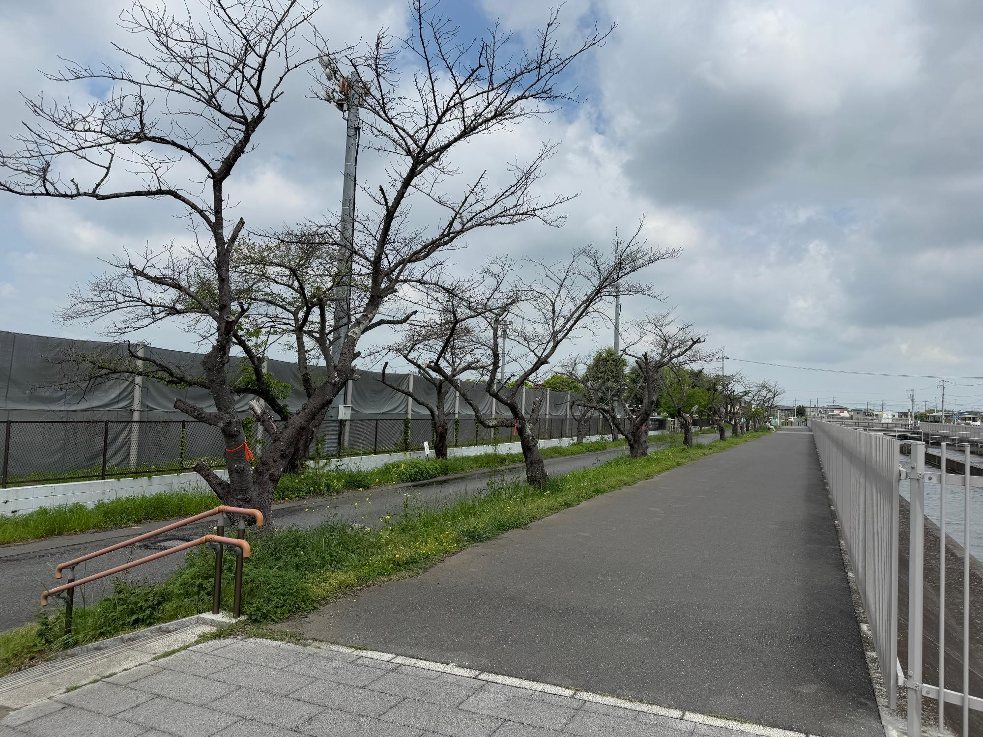 武蔵水路沿いの枯死した桜