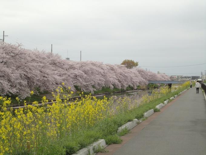 忍川沿いに咲く満開の桜と手前に咲く黄色い菜の花の写真