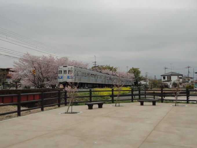 忍川沿いの桜と手前の黄色い菜の花の間を列車が通過している写真