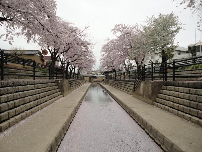 忍川沿いの遊歩道に咲く満開の桜並木とピンク色の花びら散って水路一面に浮かんでいる写真