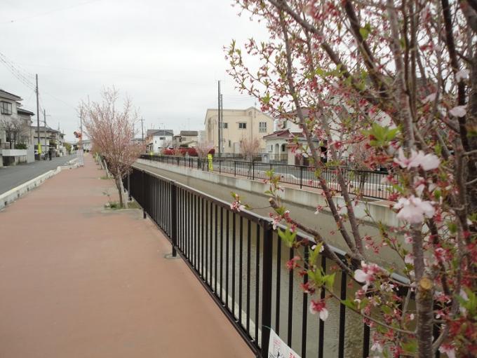 植樹されたコヒガンザクラが芽吹きピンク色の桜の花が咲き始めている酒巻導水路の写真