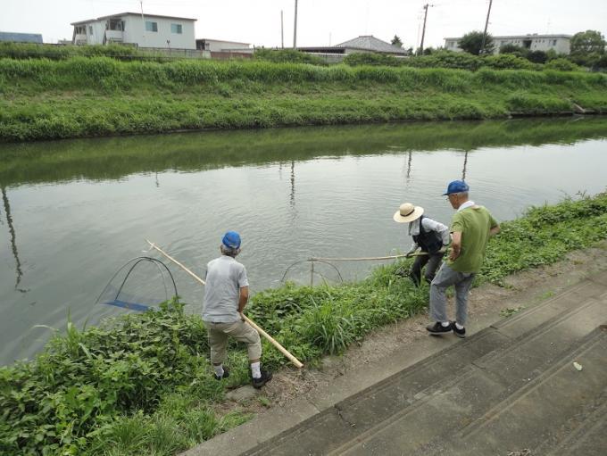 忍川の生き物調査にて男性が竿の先に大きな捕獲網を付けて川の中に入れようとしている写真