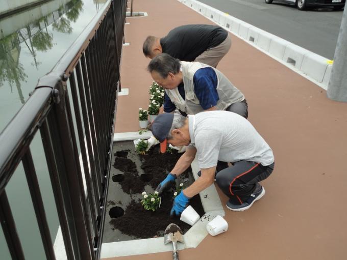 2人の男性が植樹帯にハマギクの苗を植えており、黒いシャツの男性がハマギクの苗を植樹帯の横に並べて置いている植樹作業の様子の写真