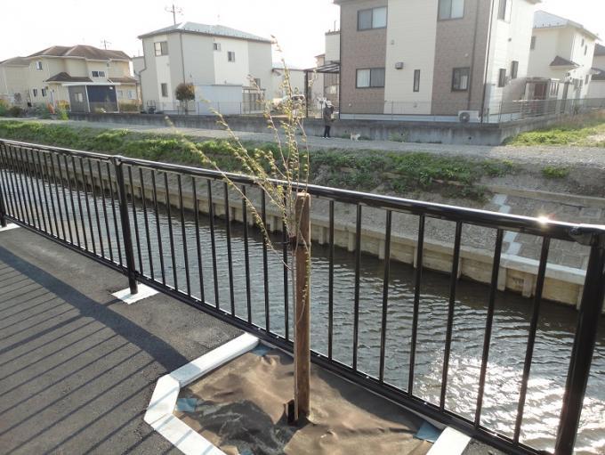酒巻導水路遊歩道の川沿いの柵の手間に植樹したコヒガンザクラの写真