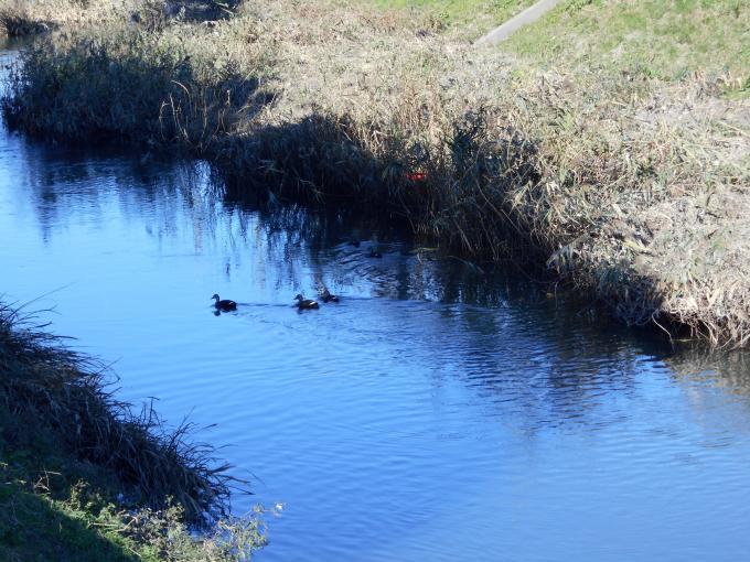 忍川を泳いでいる3羽の鳥の写真