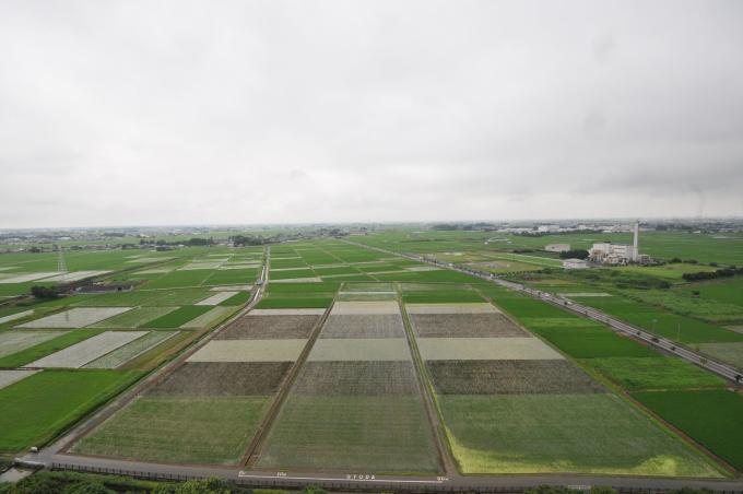 高さ50メートルの古代蓮会館展望室から撮影した7月10日の田んぼの様子の写真