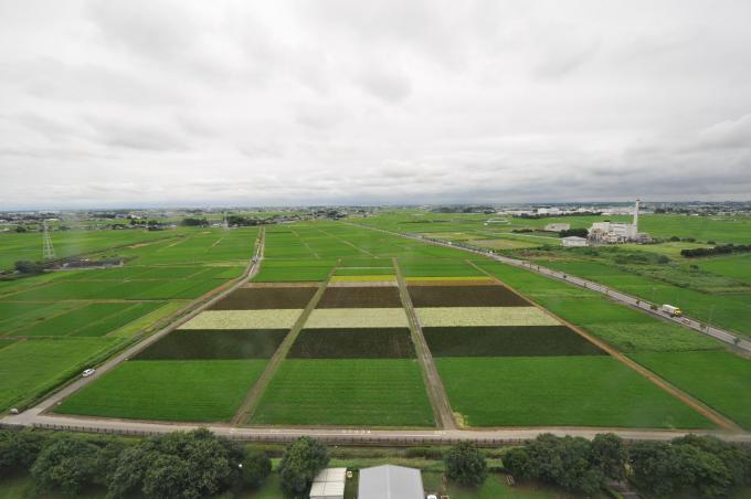 濃い緑色や薄い緑色など、稲の生育や品種によって色が違う7月29日に撮影した田んぼの写真