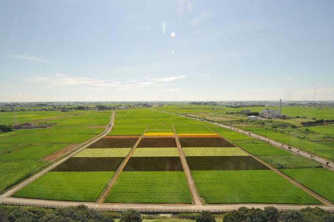 高さ50メートルの古代蓮会館展望室から撮影した8月13日の田んぼの様子の写真