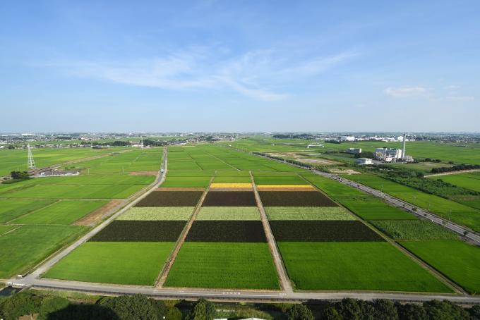 晴天の空の下にきれいな緑色に育つ8月19日に撮影した田んぼの様子の写真