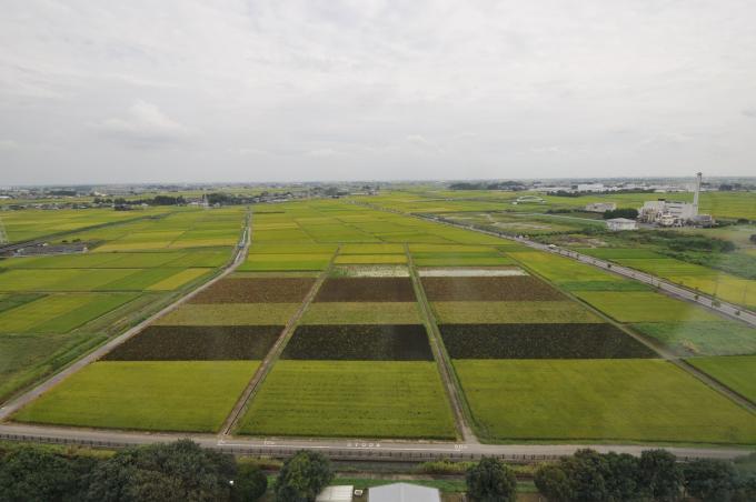 濃い緑色や薄い緑色など、稲の生育や品種によって色が違う9月16日に撮影した田んぼの写真
