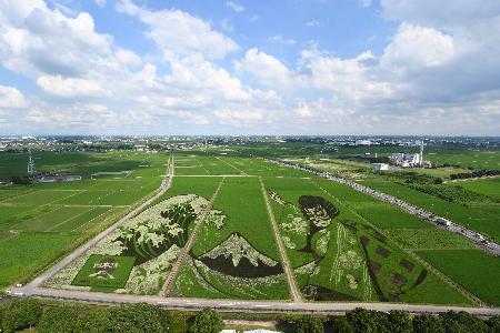 見頃を迎えた田んぼアートの写真