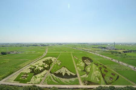 迫力のある絵柄が広がる田んぼアートの写真