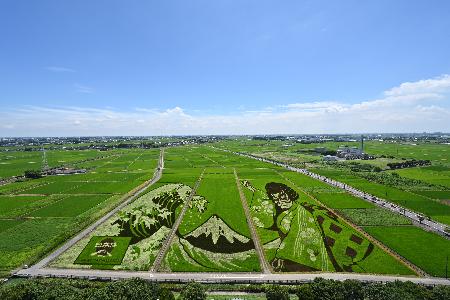 青空の下で色鮮やかに広がる田んぼアートの写真