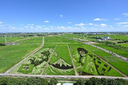 見頃終盤になってきた田んぼアートの写真