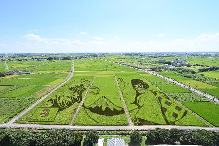 綺麗な緑色が広がっている田んぼアートの写真