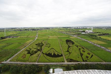 曇天の下に広がる田んぼアートの写真