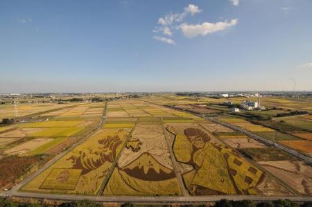 「浮世絵と歌舞伎」の田んぼアートが黄金色に変化している写真