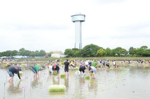 2021年田植えボランティアの様子