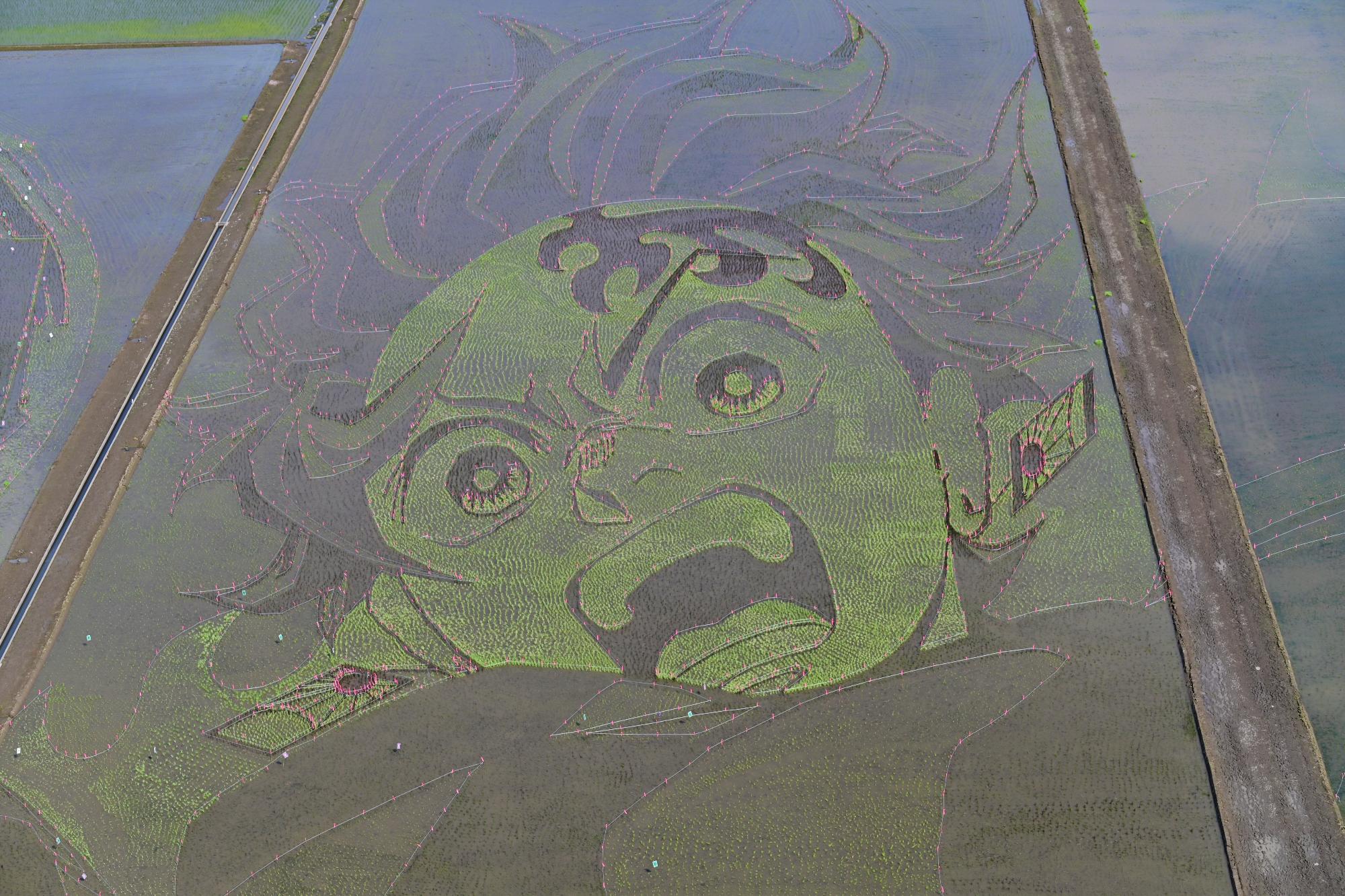 田植え後にはうっすら顔が見えます