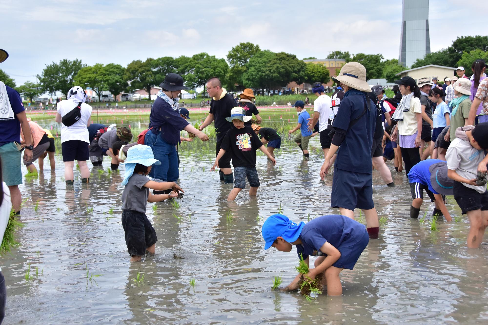 田植え体験中