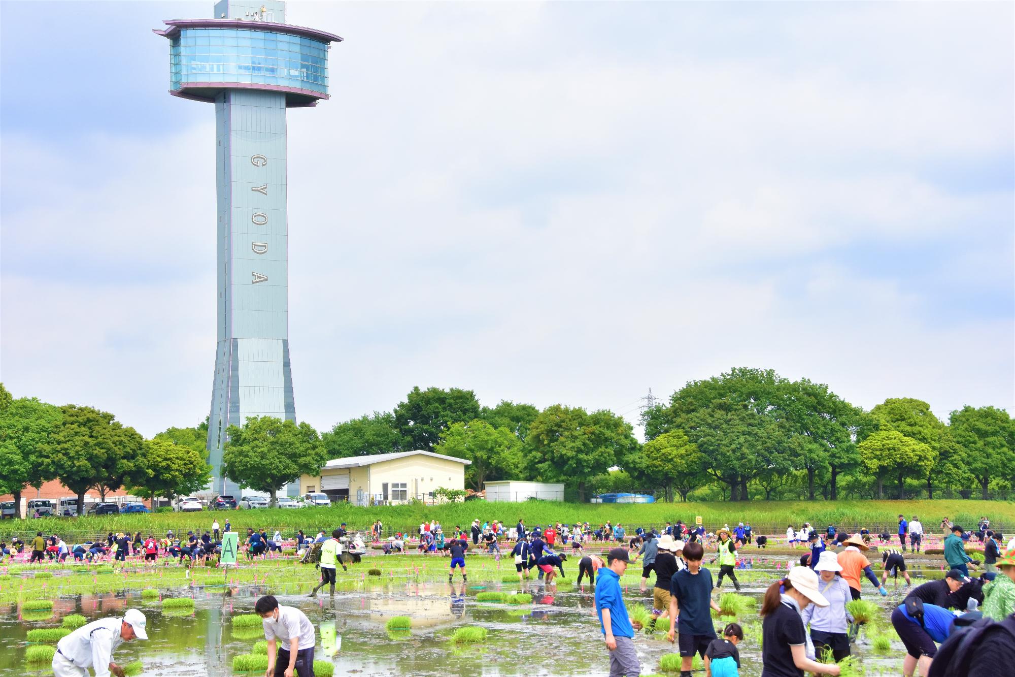 2025年の田植えの様子2